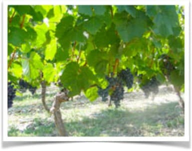Organic farming