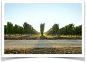Nos cochons gardent les vignes